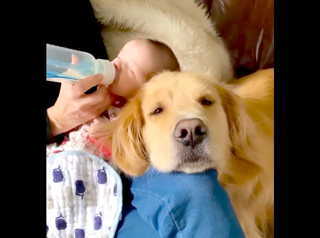 ゴールデンレトリーバー,動画