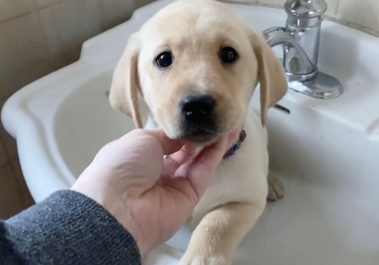 ラブラドールレトリーバー,動画