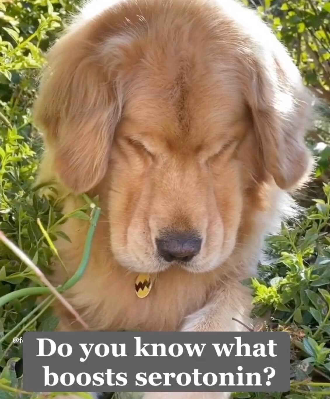 ゴールデンレトリーバー,動画