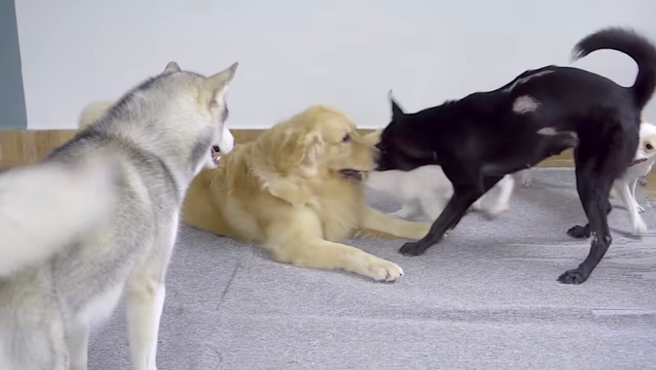 ゴールデンレトリーバー,動画