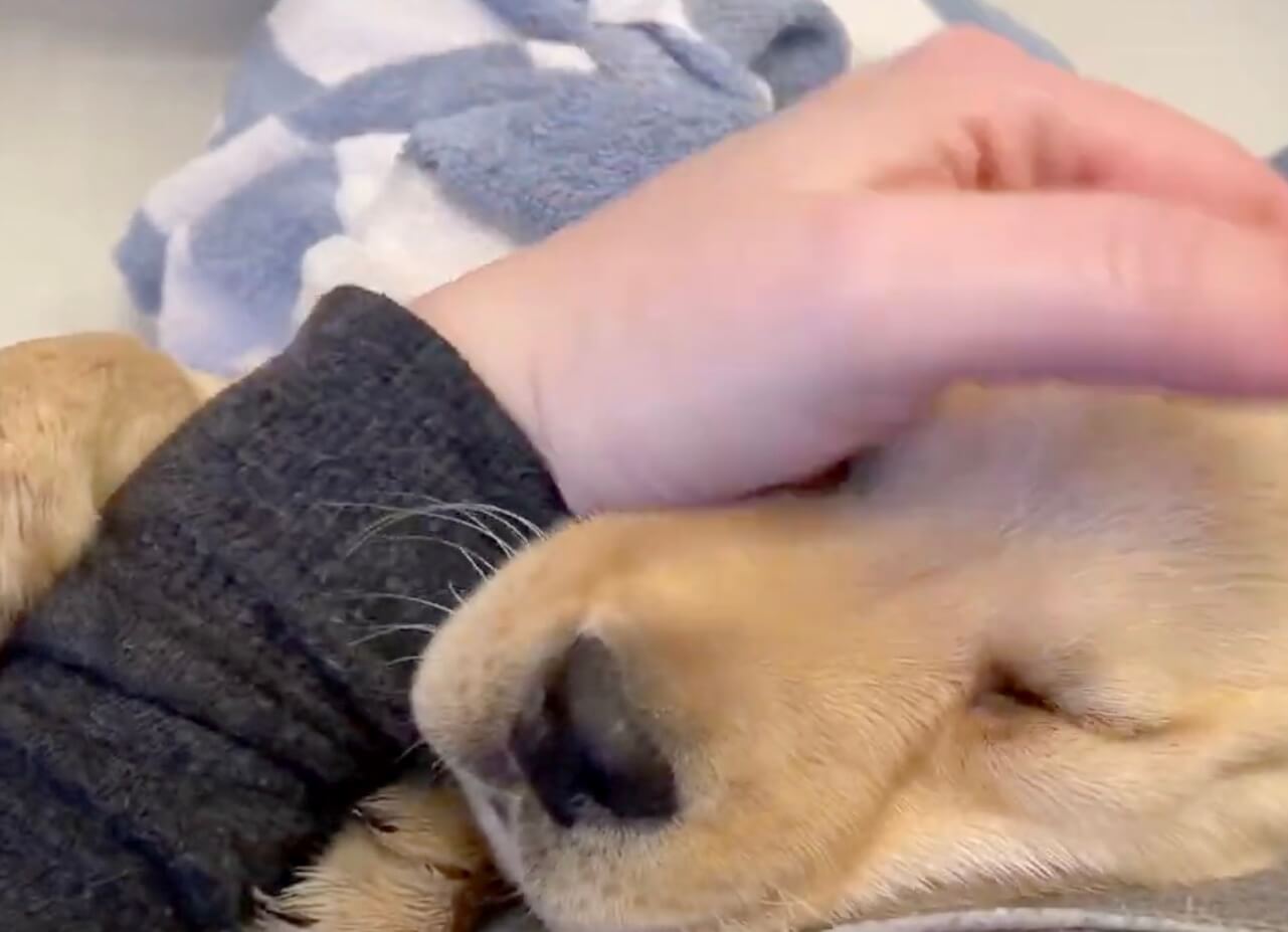 ラブラドールレトリーバー,動画