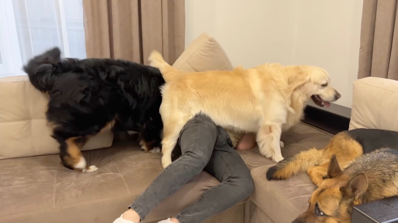 ゴールデンレトリーバー,動画