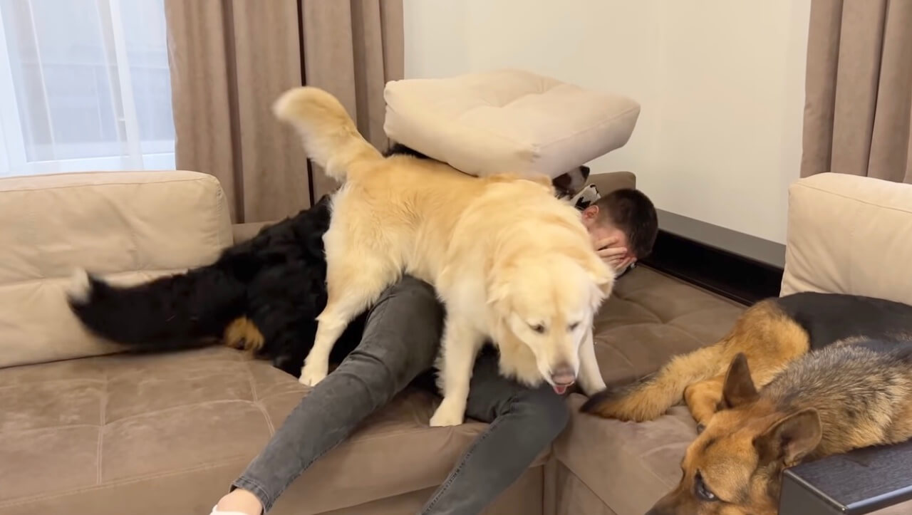 ゴールデンレトリーバー,動画