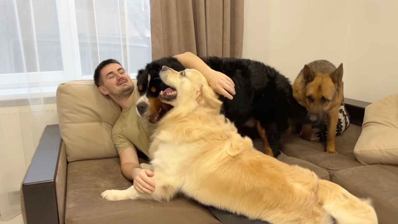 ゴールデンレトリーバー,動画