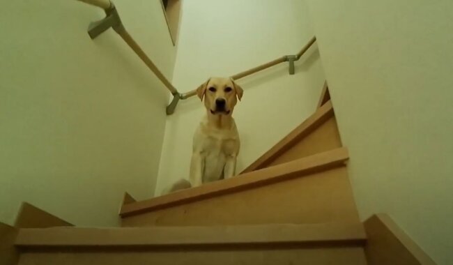 ラブラドールレトリーバー,動画