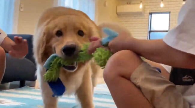 ゴールデンレトリーバー,動画