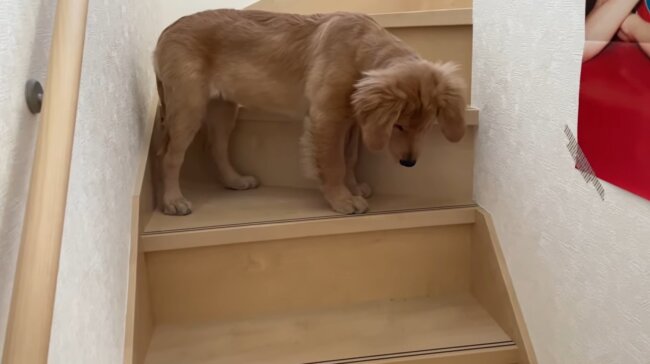 ゴールデンレトリーバー,動画