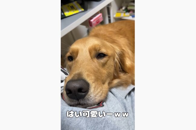 ゴールデンレトリーバー,動画