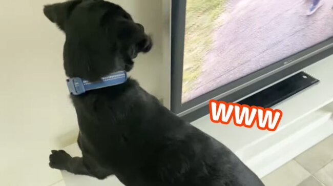 ラブラドールレトリーバー,動画