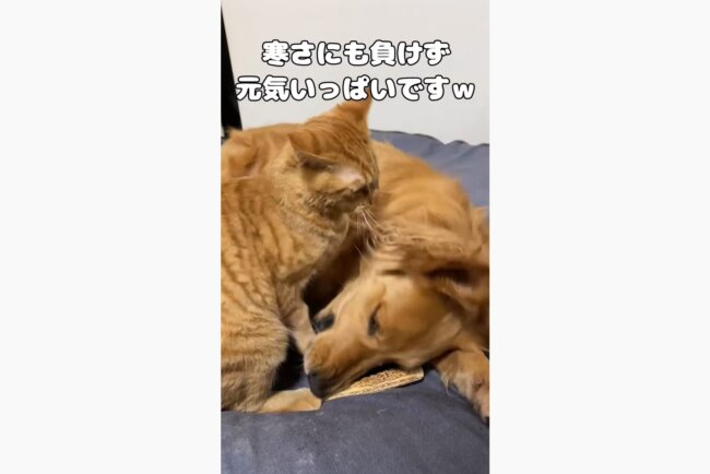 ゴールデンレトリーバー,動画