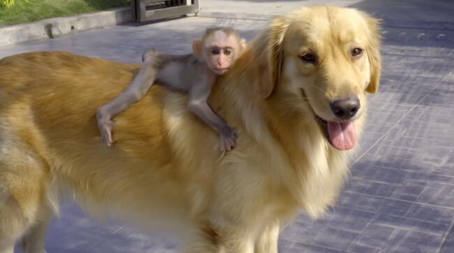 ゴールデンレトリーバー,動画