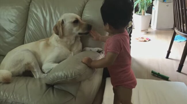 ラブラドールレトリーバー,動画