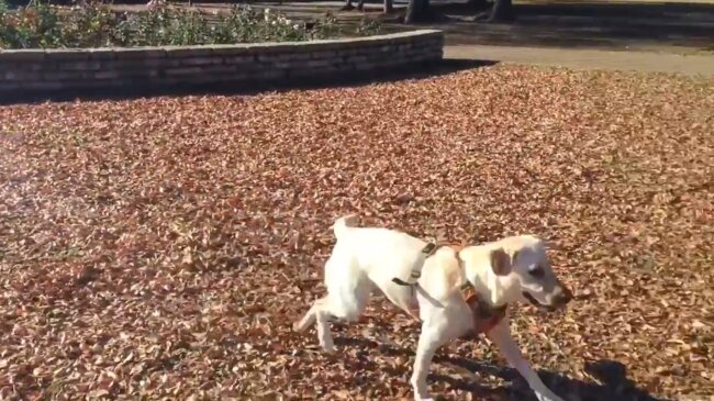 ラブラドールレトリーバー,動画