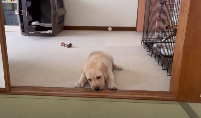 ラブラドールレトリーバー,動画