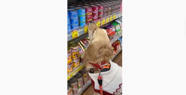 ゴールデンレトリーバー,動画