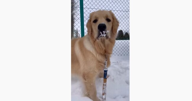 ゴールデンレトリーバー,動画