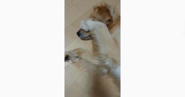 ゴールデンレトリーバー,動画