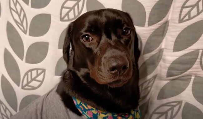 ラブラドールレトリーバー,動画