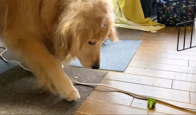 ゴールデンレトリーバー,動画