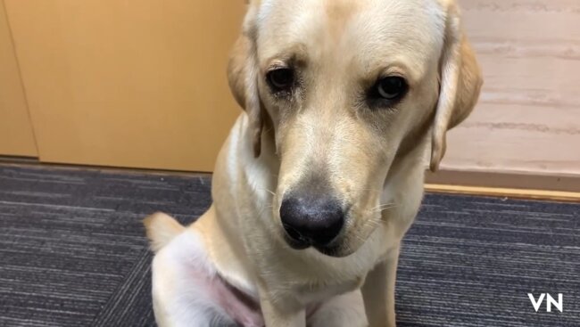 ラブラドールレトリーバー,動画