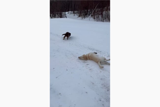 ラブラドールレトリーバー,動画