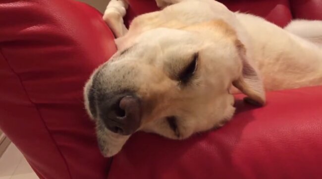 ラブラドールレトリーバー,動画