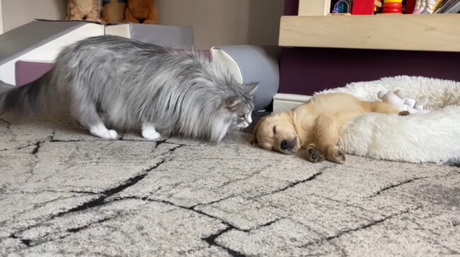 ゴールデンレトリーバー,動画