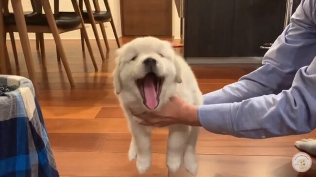 ゴールデンレトリーバー,動画