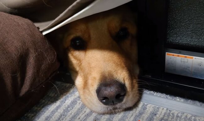 ゴールデンレトリーバー,動画