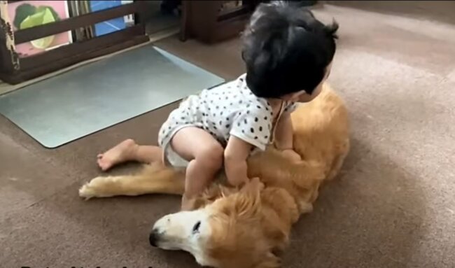 ゴールデンレトリーバー,動画