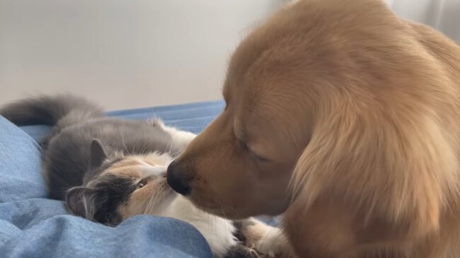 ゴールデンレトリーバー,動画