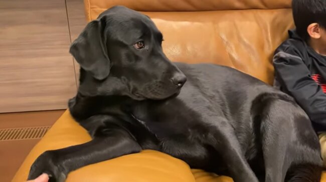 ラブラドールレトリーバー,動画