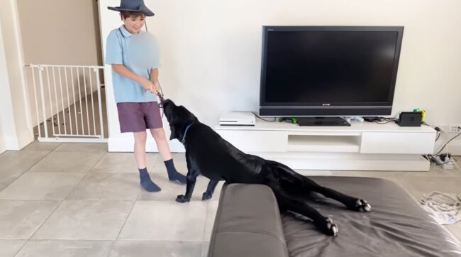 ラブラドールレトリーバー,動画