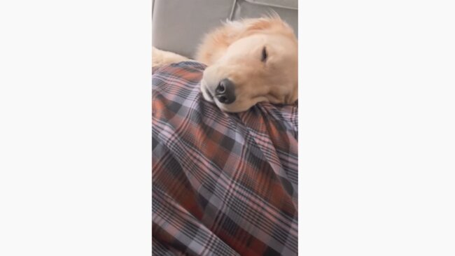 ゴールデンレトリーバー,動画