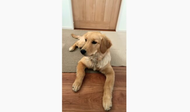 ゴールデンレトリーバー,動画