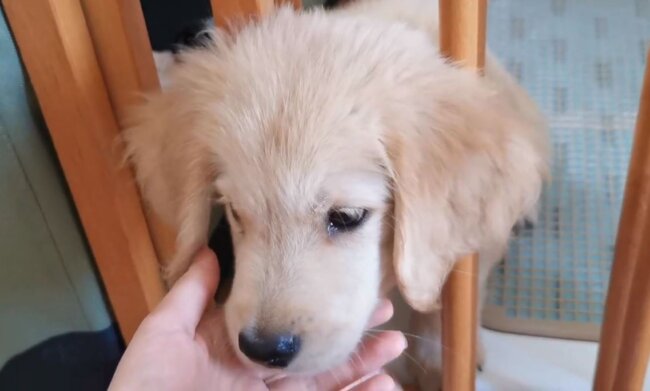 ゴールデンレトリーバー,動画