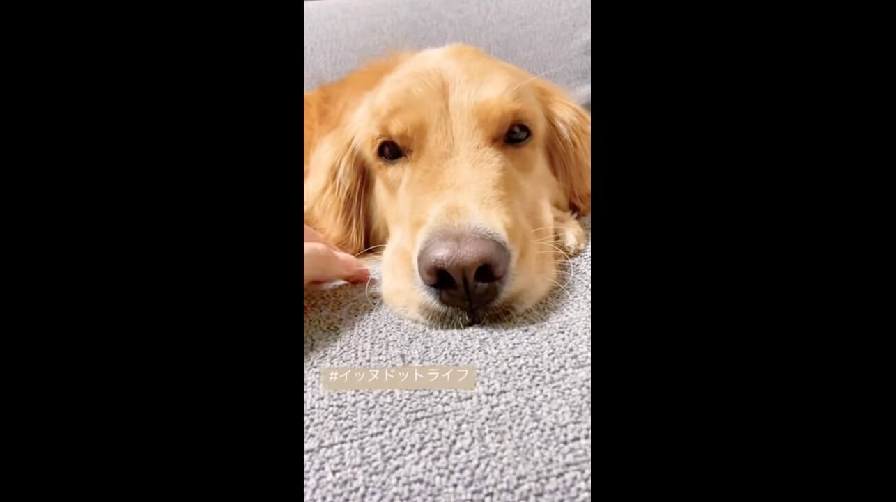 ゴールデン,イッヌドットライフ,動画