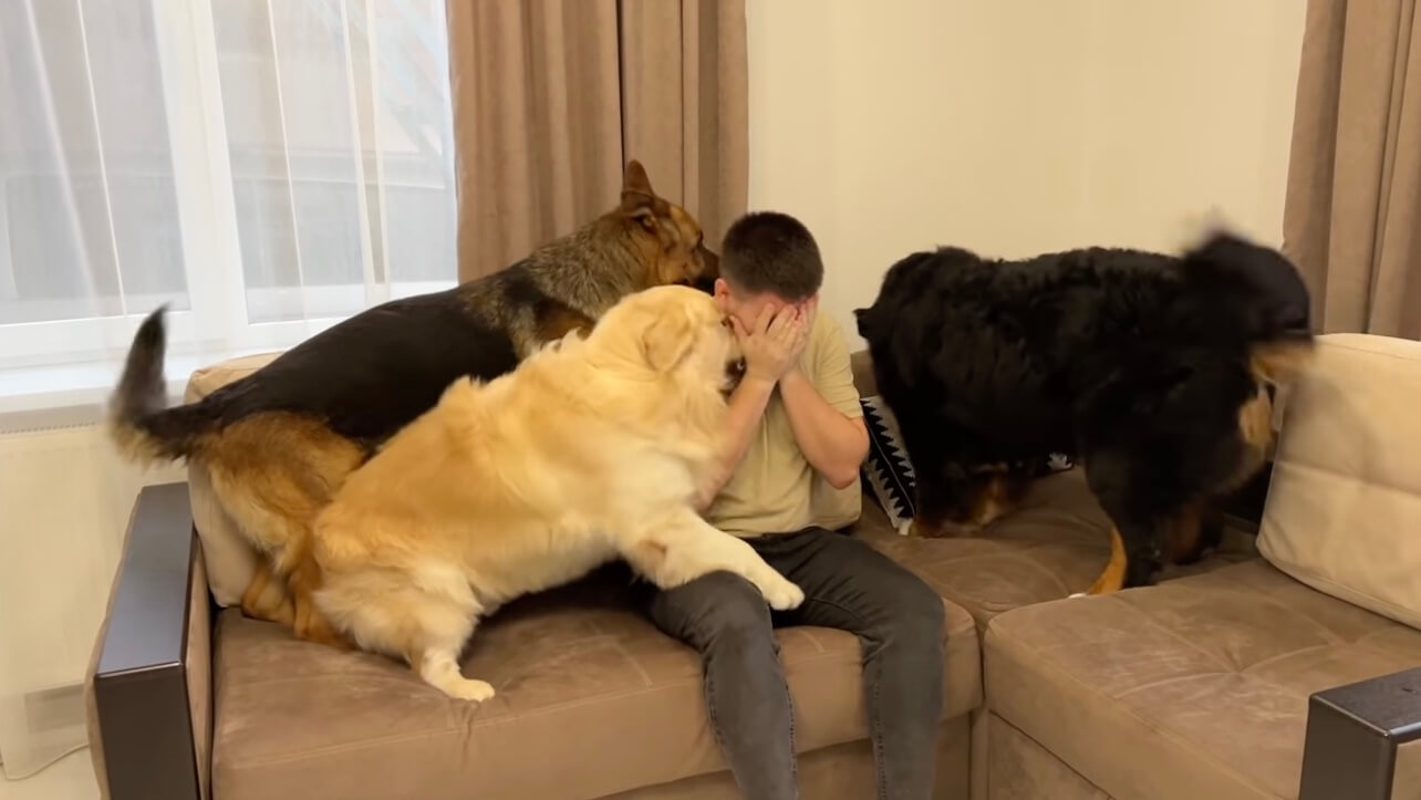 ゴールデンレトリーバー,動画