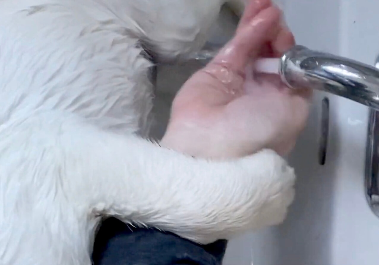 ラブラドールレトリーバー,動画