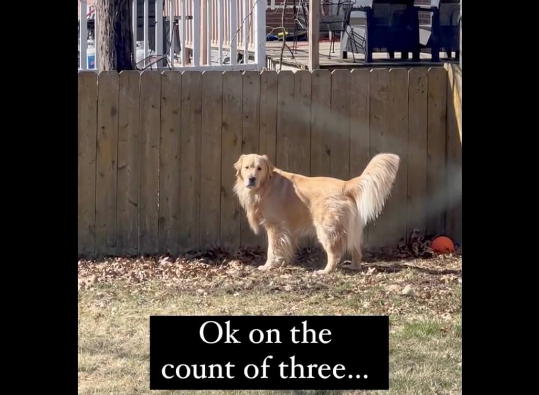 ゴールデンレトリーバー,動画