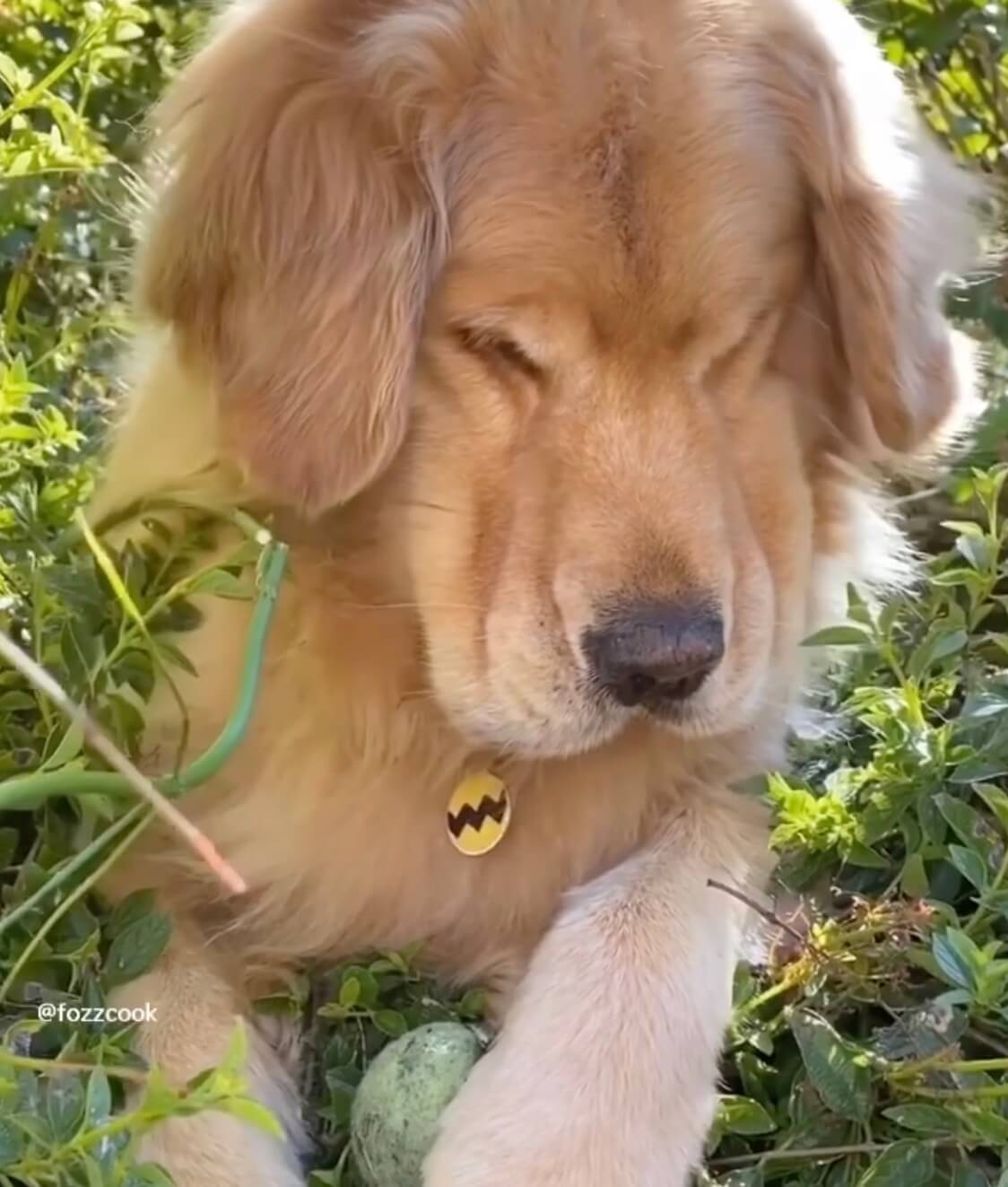 ゴールデンレトリーバー,動画