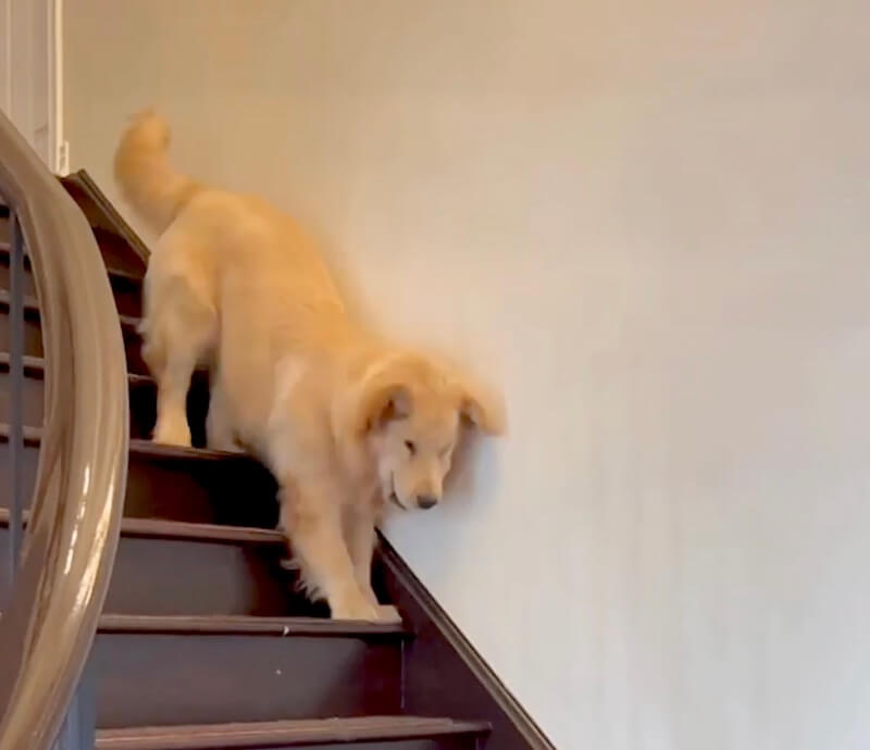 ゴールデンレトリーバー,動画