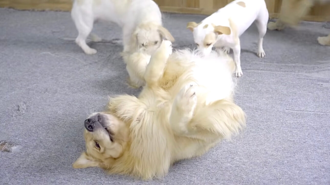 ゴールデンレトリーバー,動画