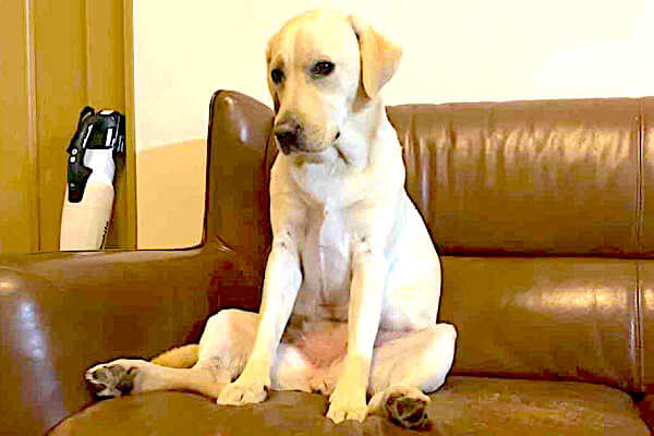 あぁ人か…と思うほど自然にソファに腰掛けるラブラドール。背中に