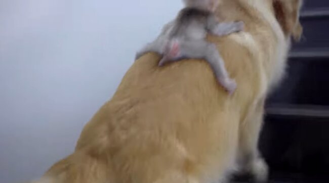 ゴールデンレトリーバー,動画