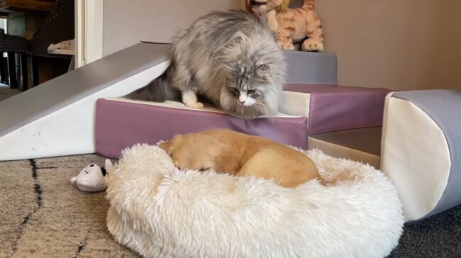 ゴールデンレトリーバー,動画