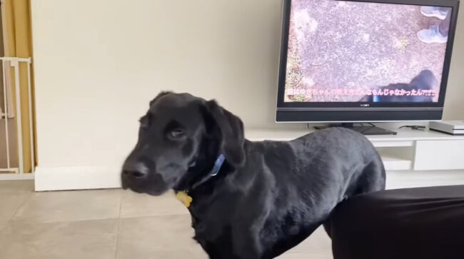 ラブラドールレトリーバー,動画