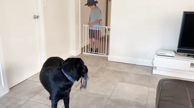 ラブラドールレトリーバー,動画