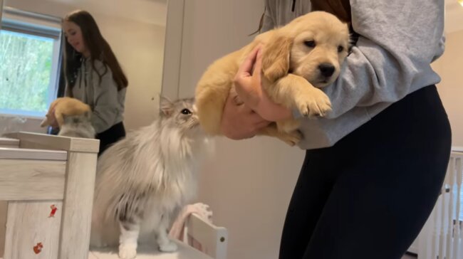 ゴールデンレトリーバー,動画