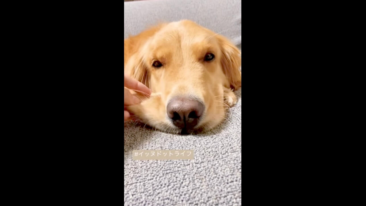 ゴールデン,イッヌドットライフ,動画